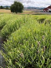 rosemary garden organic herbs and aromatherapy